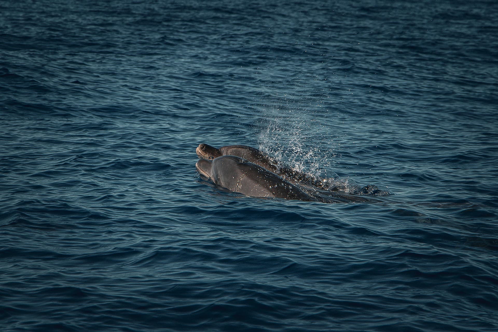 Dolphin Watching